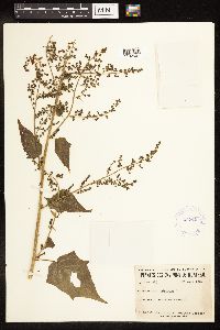 Chenopodium simplex image