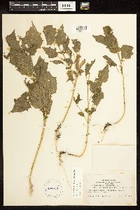 Chenopodium simplex image