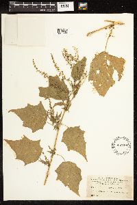 Chenopodium simplex image