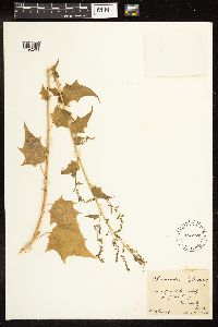 Chenopodium simplex image