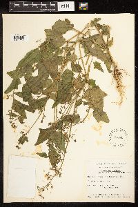 Chenopodium simplex image