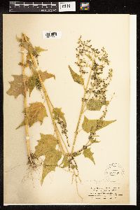Chenopodium simplex image
