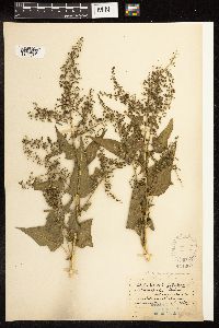 Chenopodium simplex image