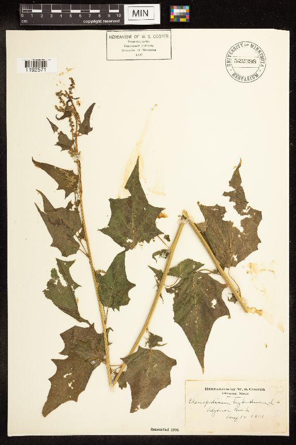 Chenopodium simplex image