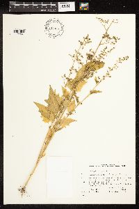 Chenopodium simplex image