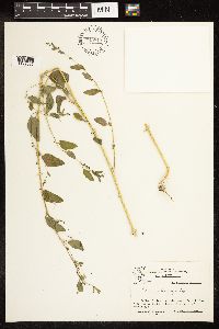 Chenopodium simplex image