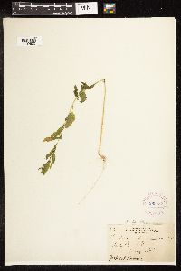 Chenopodium standleyanum image