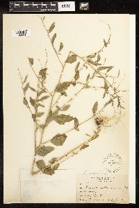 Chenopodium standleyanum image
