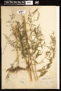 Chenopodium standleyanum image