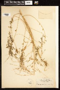 Chenopodium standleyanum image