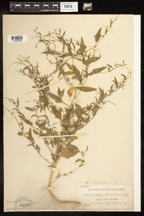 Chenopodium standleyanum image