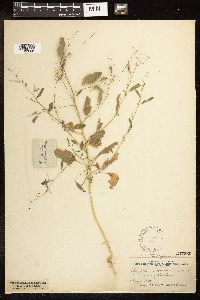 Chenopodium standleyanum image