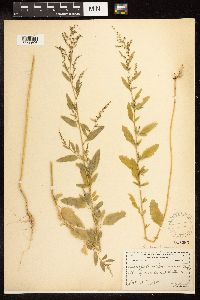 Chenopodium standleyanum image