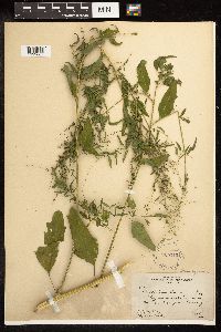 Chenopodium standleyanum image