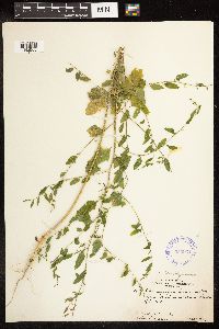 Chenopodium standleyanum image