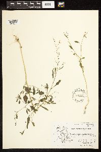 Chenopodium standleyanum image