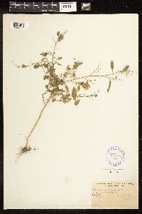Chenopodium standleyanum image