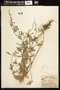 Chenopodium standleyanum image