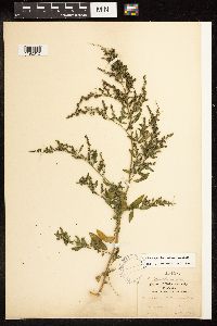 Chenopodium standleyanum image