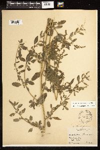 Chenopodium standleyanum image