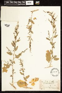 Chenopodium standleyanum image