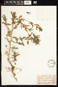 Chenopodium strictum image