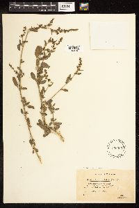 Chenopodium strictum image