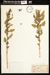 Chenopodium strictum image
