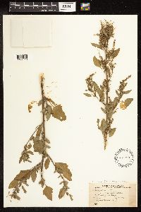 Chenopodium strictum image