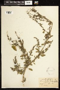 Chenopodium strictum image