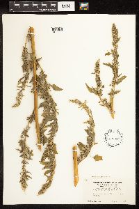 Chenopodium strictum image