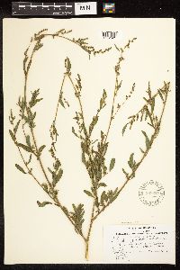 Chenopodium strictum image
