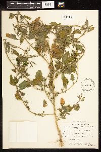 Chenopodium strictum image