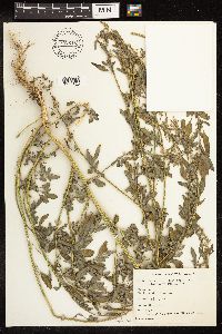 Chenopodium strictum image