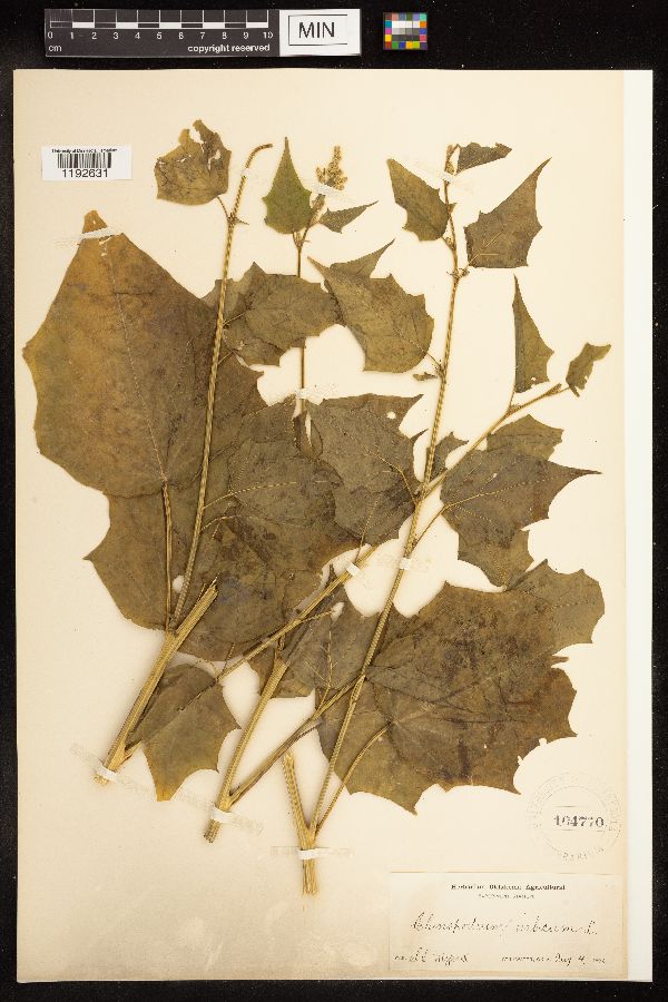 Chenopodium urbicum image