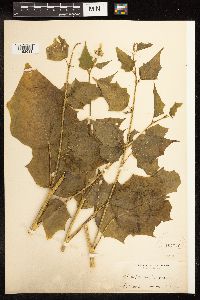 Image Associated With the Occurrence