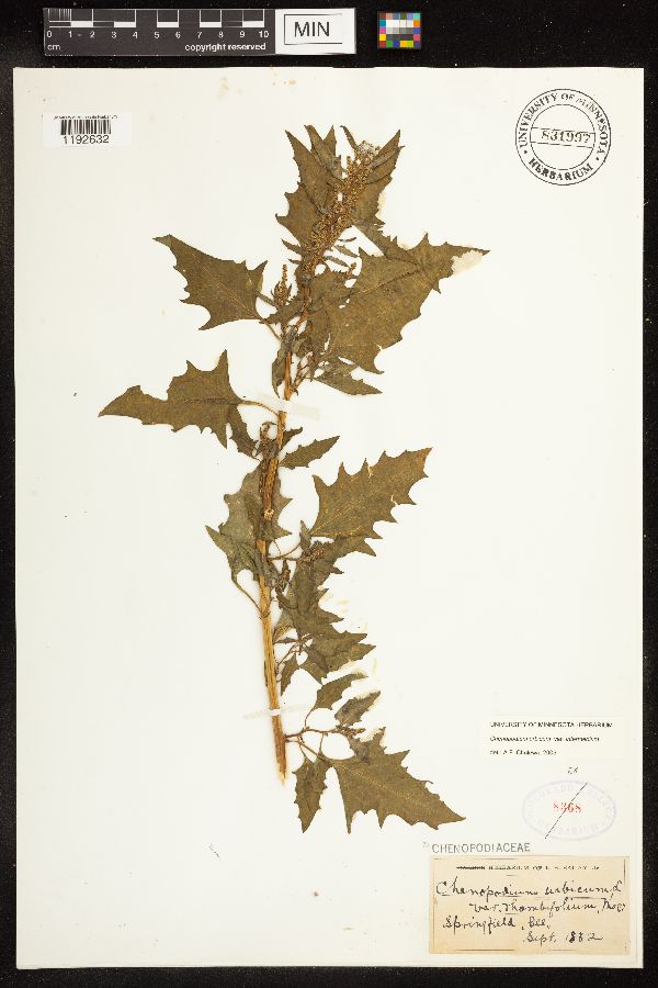 Chenopodium urbicum var. intermedium image