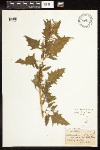 Chenopodium urbicum image