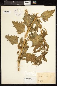 Chenopodium urbicum image