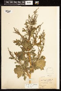Chenopodium urbicum image