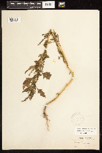 Chenopodium urbicum image