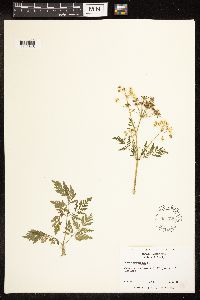 Conium maculatum image