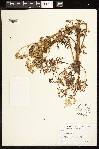 Conium maculatum image