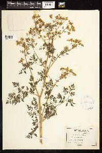 Conium maculatum image