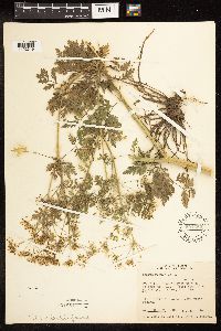 Conium maculatum image