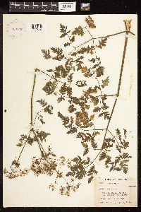 Conium maculatum image