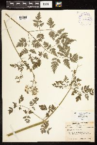 Conium maculatum image