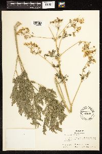 Conium maculatum image