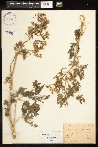 Conium maculatum image