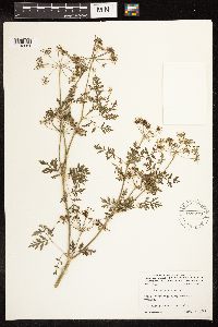 Conium maculatum image